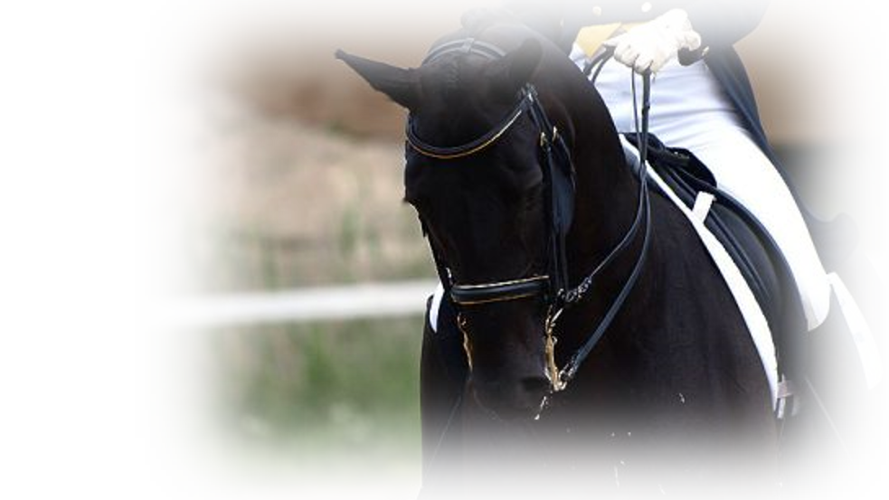 Header Image - Dresurno jahanje